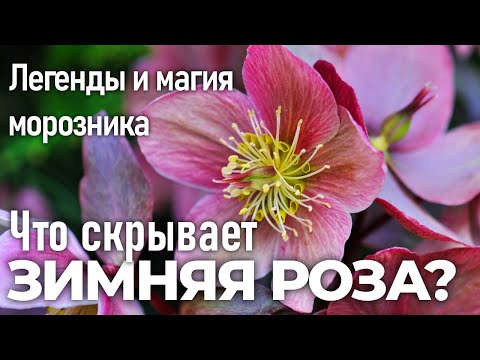 Видео: Легенды и магия морозника: Что скрывает зимняя роза?