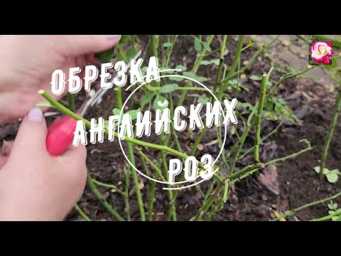 Видео: ОБРЕЗАЮ АНГЛИЙСКИЕ РОЗЫ