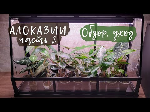 Видео: Обзор коллекции алоказий | Часть 2