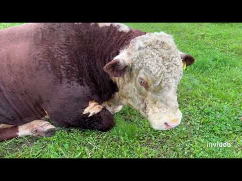 Видео: Из хозяйства ни ногой - куча проблем😱  #герефорд #хозяйство #проблемы #решение #ферма #фермер #кфх