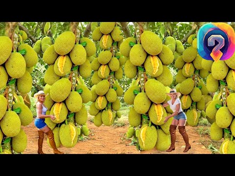 Видео: Как МИЛЛИОНЫ джекфрутов собирают и превращают в тайские деликатесы! УНИКАЛЬНЫЕ КАДРЫ !