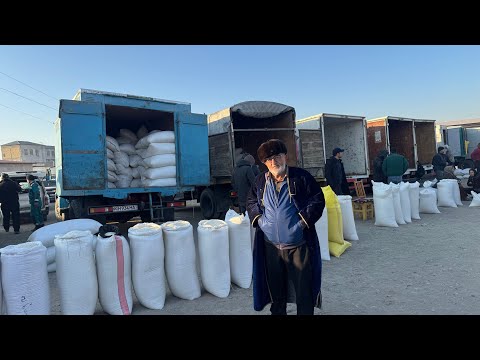 Видео: ХОРАЗМ ХАЗАРАСП ОПТОМ ГУРУЧ ЯНГИ НАРХЛАРИ 8 ноября 2025 г.