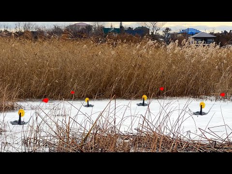 Видео: ЗАЛЕЗ В КАМЫШИ И РАССТАВИЛ ЖЕРЛИЦЫ. Щуки хватают все подряд! Первый лед на жерлицы 2024.