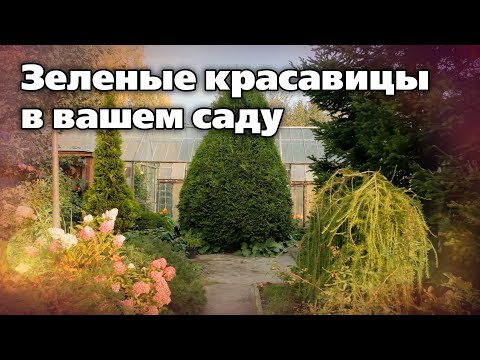 Видео: Какую тую выбрать для сада  Рекомендации специалиста
