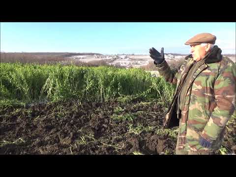 Видео: Дискование части самосева горчицы белой. Декабрь 2021
