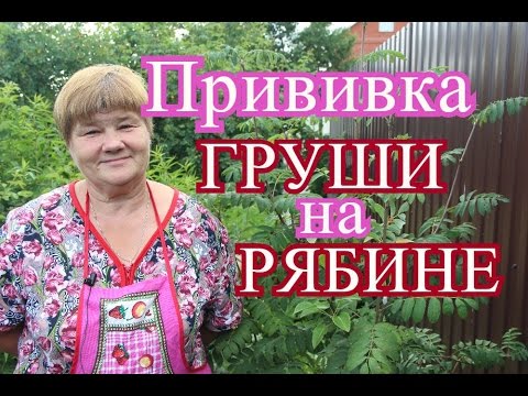 Видео: Прививка Груши на Рябине.