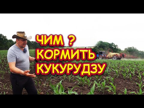 Видео: 🌽СПАСАЄМО🌽, БО З КУКУРУДЗОЮ ЩОСЬ НЕ ТАК!