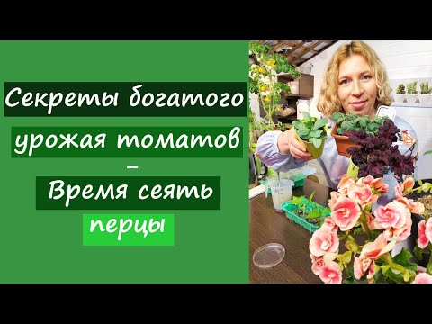 Видео: Секреты большого урожая томатов. Время сеять перцы