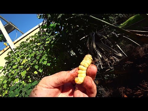 Видео: АДЛЕР. ВОТ КТО ЖРЁТ НАШИ ПАЛЬМЫ ! ..