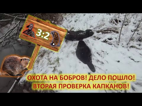 Видео: Охота на бобров с капканами осенью. Вторая проверка капканов.