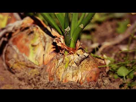 Видео: 5 причин гниения лука на грядках