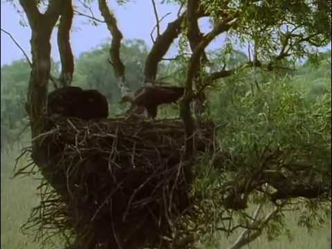 Видео: 1  Хозяин тайги