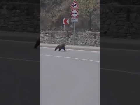 Видео: Мече се разходи в село Михалково