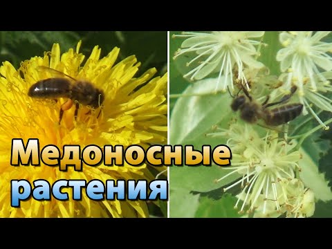 Видео: Медоносы для пчёл. Растения медоносы. Цветы медоносы в Псковской области