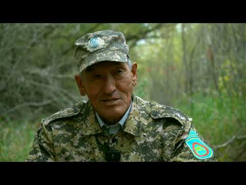 Видео: Майталман: Алдаберген Қанатбаев - орманшы