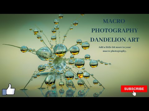Видео: Искусство макросъемки одуванчиков для начинающих.