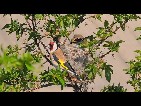 Видео: Щеглы. Самка на гнезде.