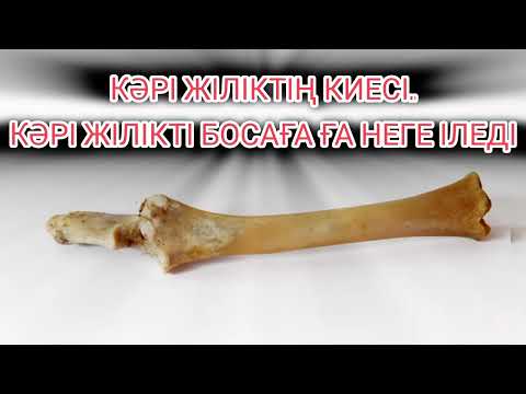 Видео: Кәрі жіліктің сіз білмейтін қасиеттері