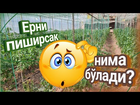Видео: Ерни пиширсак нима бўлади?