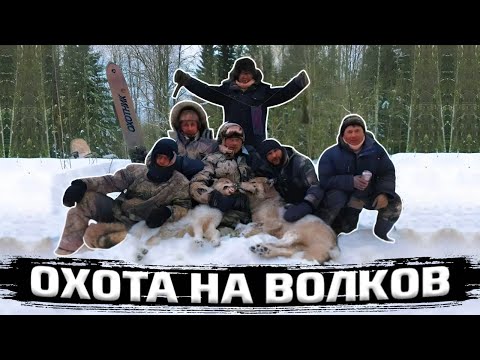 Видео: Охота на Волков. Добыли трех штук.