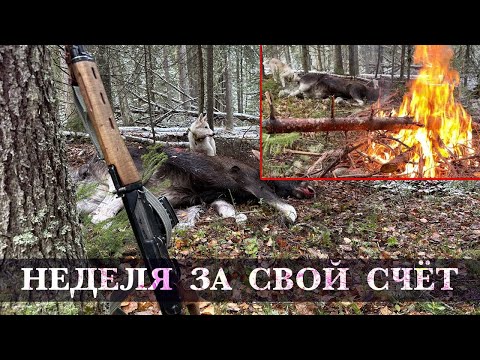 Видео: Охота на медведя и на лося с лайками.