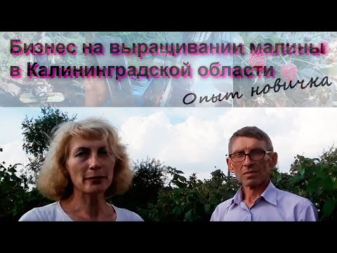 Видео: Бизнес на малине