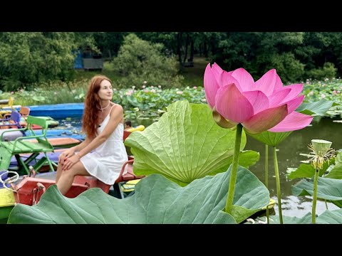 Видео: Лотосы в Приморье / Два туриста