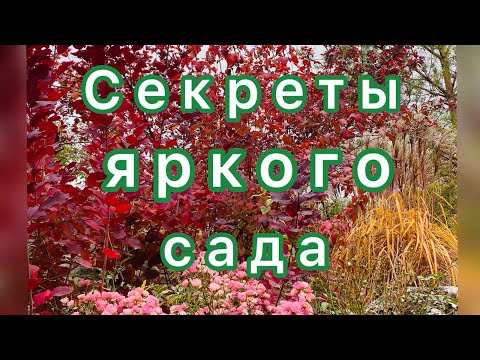 Видео: что посадить в саду чтобы он был очень ярким осенью