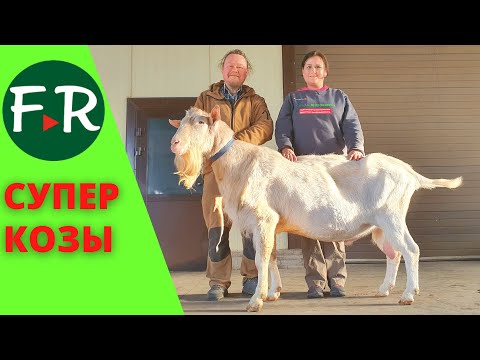 Видео: Содержание коз. Зааненские, альпийские тоггенбургские козы. Хозяйство Тверской урожай