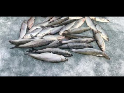 Видео: Февральский  РИПУС УвильдЫ!2020