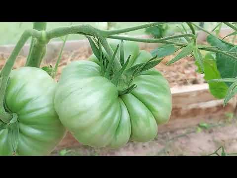 Видео: 618. ТОМАТЫ НАБРАЛИ ОБЬЕМ 05,07,24