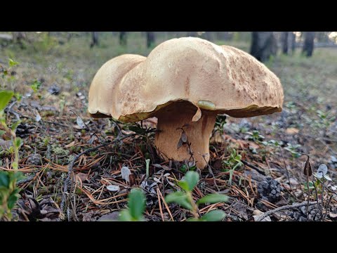 Видео: Ну вот и грибочки пошли.