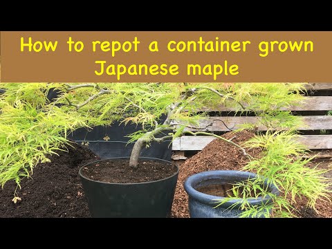 Видео: Как пересадить японский клён, выращенный в контейнере
