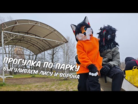 Видео: Фурсьют прогулка в парке в октябре. Выгуливаем лису и ворона ≽^•⩊•^≼