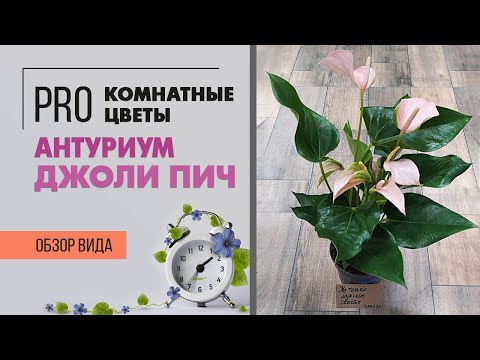 Видео: Антуриум Джоли Пич - нежный сорт антуриума | Обзор комнатного растения