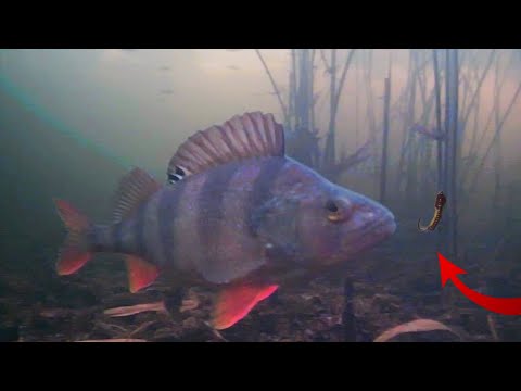 Видео: ЗИМОВА РИБАЛКА 2024. ЛОВЛЯ ОКУНЯ на БЕЗМОТИЛКУ І БЛЕШНЮ! ЩУКА на ЖЕРЛИЦІ!