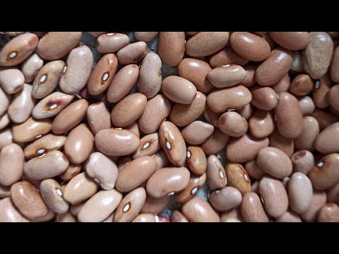 Видео: Как сажать фасоль семенами в открытый грунт. Когда сажать вьющуюся фасоль