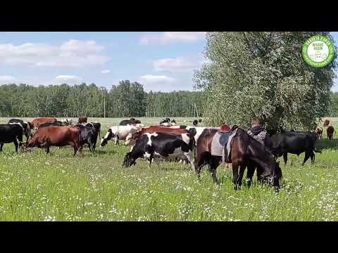 Видео: Остановись, посмотри, как спокойно пасутся коровы #медитация