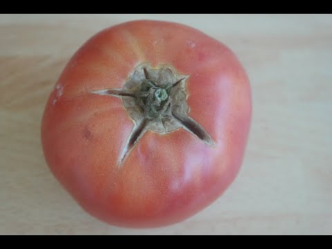 Видео: Доматите се напукват – защо и как да го избегнем