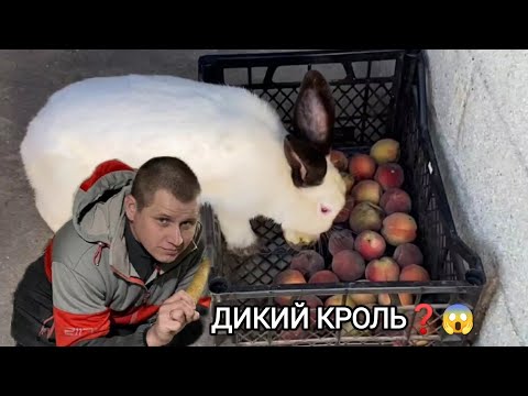 Видео: ЯК ВИЖИВАЄ КРІЛЬ НА ВОЛІ? ЧОМУ ШКІРА ЩЕ ДОСІ ЦІННА? КЛІТКИ ЗАПОВНЮЄМО КРОЛЯМИ! ЧЕКАЄМ ВАКЦИНУ!