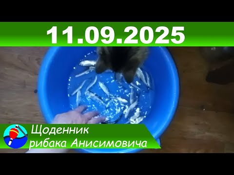 Видео: Рыбы для кота ноловил 11 09 2025