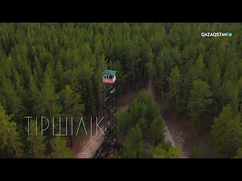 Видео: Ертіс орманы | «Тіршілік» бағдарламасы