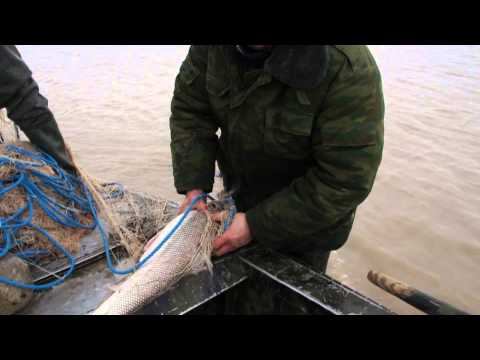 Видео: Лопатоносы  Хорезм  Декабрь 2014