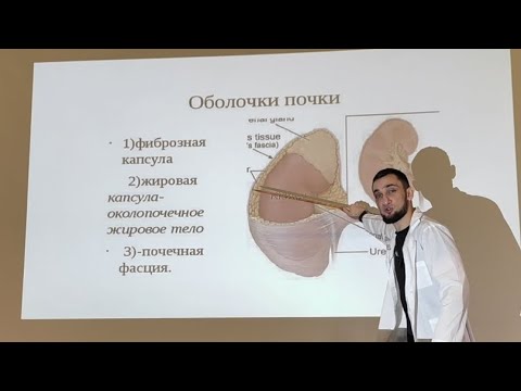 Видео: Мочевыделительная система. Почки. Часть 1