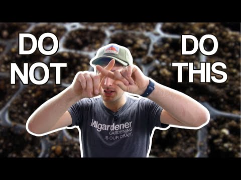 Видео: 10 советов, как выиграть на Seed Starting!