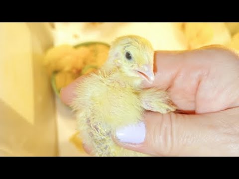 Видео: Перепелята в квартире в прямом эфире! 🤯🥰🐥🐣