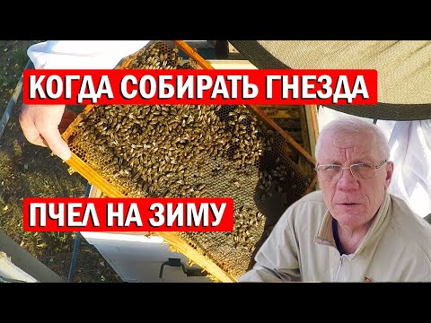 Видео: Когда начинать собирать Гнезда пчел на зиму?