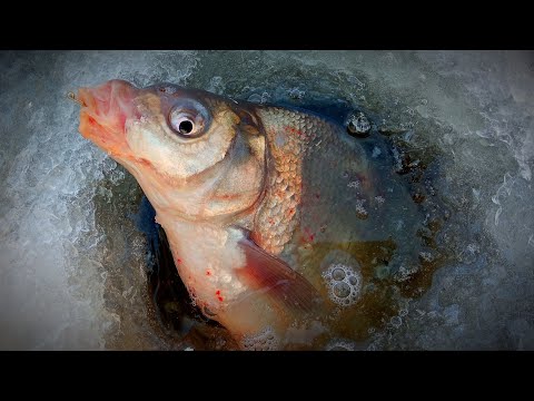 Видео: ЛЕЩИ ТОРПЕДЫ ПРУТ УДОЧКИ ПОД ЛЕД!Зимняя рыбалка на мормишку