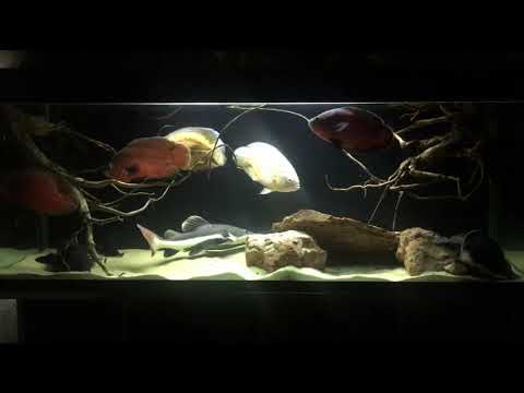 Видео: Интерактивный аквариумный туризм Сезон 4 Выпуск 3 - Черепаха,Астронотусы,Краснохвостый