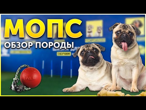 Видео: Обзор породы Мопс | Кому подойдет такая собака? | Стоит ли покупать для детей? | Школа DRED